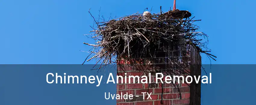  Chimney Animal Removal Uvalde - TX