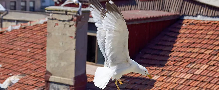 Residential Chimney Animal Removal Solution in Uvalde, TX