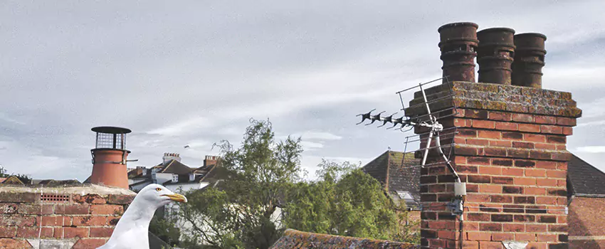 Chimney Cleaning And Restoration in Uvalde, Texas